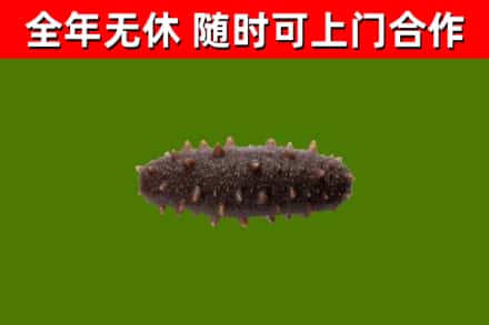 五华烟酒回收干海参.jpg